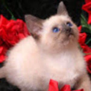 Meet your Posher, Faith